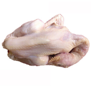 Ayam Pejantan